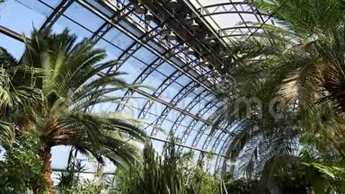 公园里美丽的绿色植物园，有大玻璃窗和不同的植物。库存录像。温室